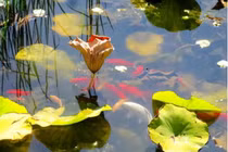 Cổ nhân nói: 'Nước trong thì không có cá', vế sau mới thực sự cốt yếu 