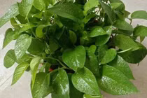 Ba loại hoa không nên trồng trong nhà vì có thể mang đến “xui xẻo”