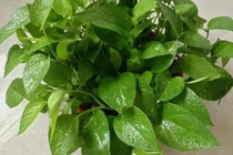 Ba loại hoa không nên trồng trong nhà vì có thể mang đến “xui xẻo”