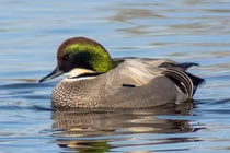 Điểm danh các loài vịt hoang dã đẹp mê mẩn của Việt Nam