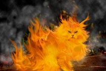 Sửng sốt trận đánh Mèo Lửa trong lịch sử Việt Nam