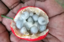 5 loại quả kịch độc, ăn vào chết như chơi ở Việt Nam