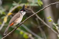 Cận cảnh các loài chim chào mào độc đáo của Việt Nam (1)