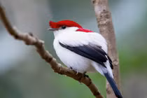 Đã mắt trước vẻ đẹp kỳ diệu của các loài chim di châu Mỹ