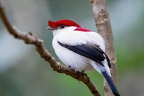 Đã mắt trước vẻ đẹp kỳ diệu của các loài chim di châu Mỹ