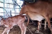 Tin vui: Bò tót mẹ gầy trơ xương đã sinh con thế hệ F3