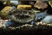 Top 10 loài rùa độc đáo nhất quả đất, Việt Nam có 2 loài