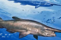 Điểm tên 10 sinh vật kinh dị nhất dưới đáy đại dương