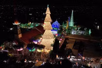 Cây thông khổng lồ hút nghìn khách tham quan ở Đồng Nai