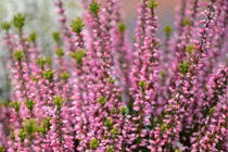 Bất ngờ về loài cây đỗ quyên: Một loài tên lạ, mọc ở Việt Nam