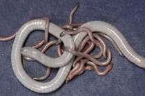 Kinh ngạc với những con vật trông giống hệt giun nhưng lại là ếch