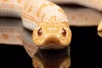 Cảm hứng từ loài rắn trong các thiết kế công nghệ hiện đại