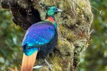 Ngẩn người ngắm loài chim đẹp nhất dãy Himalaya 