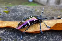 Cận cảnh 20 loài xén tóc độc đáo và kỳ thú của Việt Nam