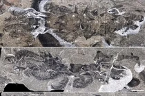 Lạnh gáy trước tàn tích của sinh vật giống ‘người ngoài hành tinh'