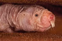 Động vật duy nhất chưa bị ung thư: Nghe tên là giật mình! 