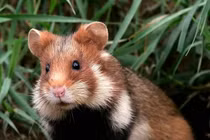 Điều cực thú vị về các loài thuộc họ nhà chuột hamster