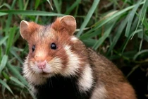 Điều cực thú vị về các loài thuộc họ nhà chuột hamster