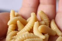 Sởn gai ốc cách trị thương bằng giòi một thế kỷ trước