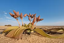 Cận cảnh loài cây chỉ có 2 chiếc lá, sống lâu nhất thế giới