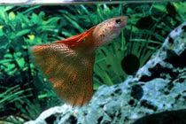 15 sự thật thú vị về cá bảy màu không phải ai cũng biết