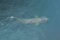 Phát hiện cá mập có thân hình quái dị ở bờ biển Burghead