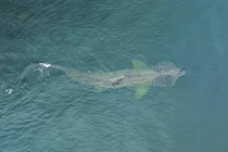 Phát hiện cá mập có thân hình quái dị ở bờ biển Burghead