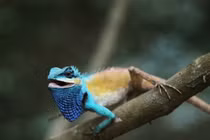 Chiêm ngưỡng loài thằn lằn mới tuyệt đẹp được phát hiện ở TP HCM