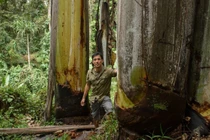 Loài chuối to không tin nổi, chỉ có ở nước láng giềng Việt Nam