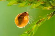 Loài giáp xác kỳ lạ trông như hạt vừng, rất ít người biết đến