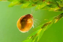 Loài giáp xác kỳ lạ trông như hạt vừng, rất ít người biết đến