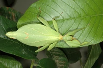 Loài côn trùng hình cái lá cực dị, có trong Sách Đỏ Việt Nam