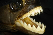 Cận cảnh những hàm răng đáng sợ nhất trong thế giới động vật