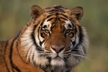 4 con giáp đột phá sự nghiệp, lương tăng mạnh trước tháng 2 âm 