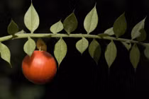 Soi loài cây siêu kỳ quái có quả mọc từ lá, cực nhiều công dụng