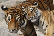 Điều bất ngờ về tục thờ hổ của người Mường 