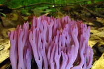 Điểm danh những loài nấm tán kỳ lạ nhất thế giới (1)