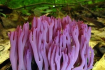 Điểm danh những loài nấm tán kỳ lạ nhất thế giới (1)