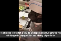 Video: Chú chó làm đầu bếp khiến dân mạng ôm bụng cười