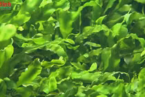 Loại rau giúp giảm lượng cholesterol, bán sẵn ở các siêu thị Việt