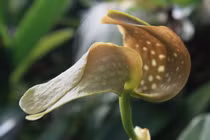 30 loài hoa phong lan đẹp và độc lạ nhất thế giới (2)