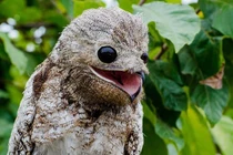 Loài chim kỳ dị, mệnh danh là 'sứ giả địa ngục'