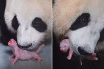 Những điều cực khó tin về loài gấu trúc không phải ai cũng biết