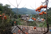 Cận cảnh loại quả ngon, mềm, chín mọng đỏ treo la liệt trên cây