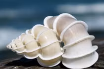 Choáng ngợp với vẻ đẹp của các loài ốc biển nổi tiếng (1) 