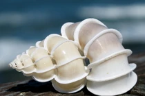 Choáng ngợp với vẻ đẹp của các loài ốc biển nổi tiếng (1) 