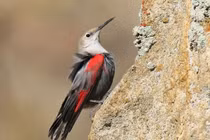 Điều lý thú về loài chim mang tên “trèo tường” của Việt Nam