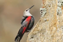 Điều lý thú về loài chim mang tên “trèo tường” của Việt Nam