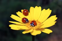 Gần cuối năm, 4 con giáp kết thúc viên mãn, năm tới thắng to 