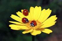 Gần cuối năm, 4 con giáp kết thúc viên mãn, năm tới thắng to 